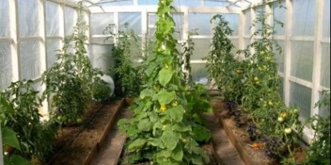 Kako napraviti tople gredice za krastavce u stakleniku